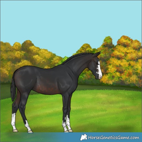 Horse Color:Brown 