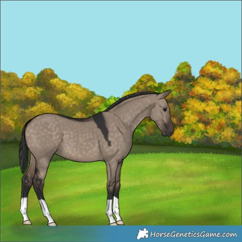 Horse Color:Brown Dun 