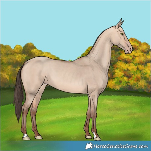 Horse Color:Amber Champagne Dun 