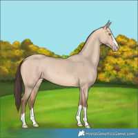 Horse Color:Amber Champagne Dun 