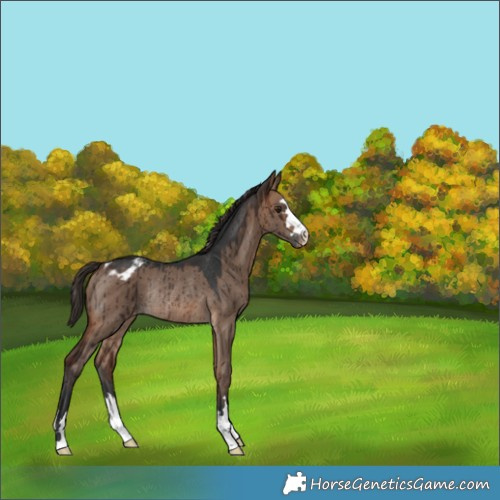 Horse Color:Brown Dun Varnish Rabicano Brindle 