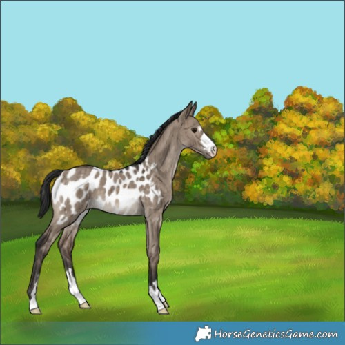 Horse Color:Brown Dun Blanket Brindle 