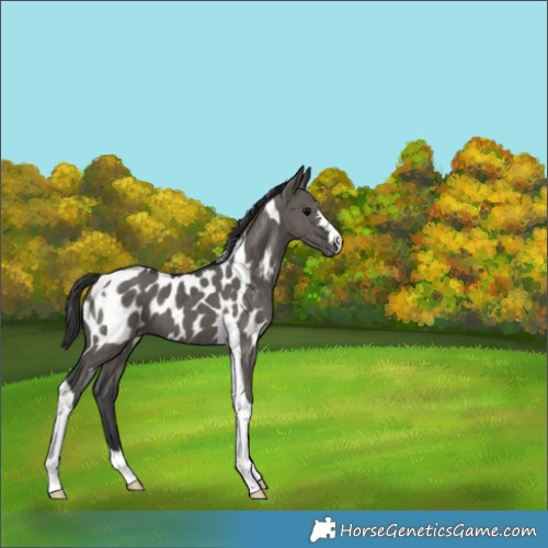 Horse Color:Grullo Tobiano Blanket Brindle