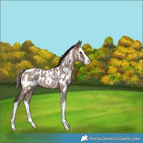 Horse Color:Brown Roan Dun Splash Near Leopard 
