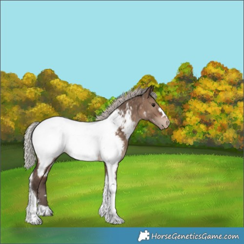 Horse Color:Silver Brown Dun Tobiano Near Fewspot 