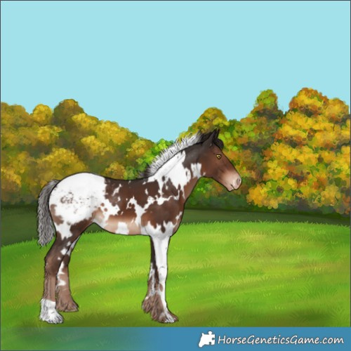 Horse Color:White Spotted Liver Chestnut Snowcap 