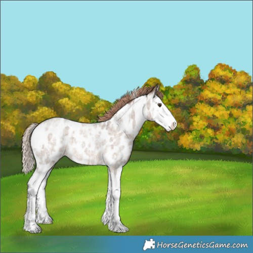 Horse Color:White Spotted Liver Red Dun Roan Splash Near Leopard 