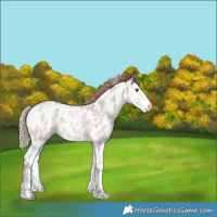 Horse Color:White Spotted Liver Red Dun Roan Splash Near Leopard 