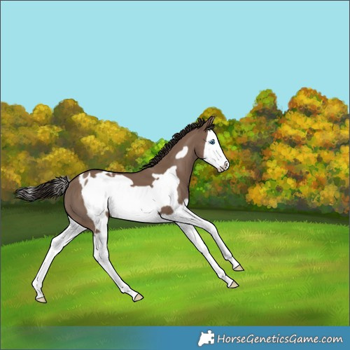 Horse Color:Liver Red Dun Splash Frame Skewed LP Spotted