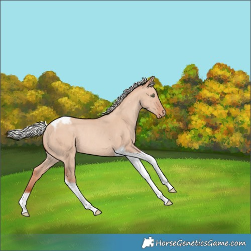 Horse Color:Silver Amber Champagne Dun Tobiano Skewed Appaloosa Rabicano