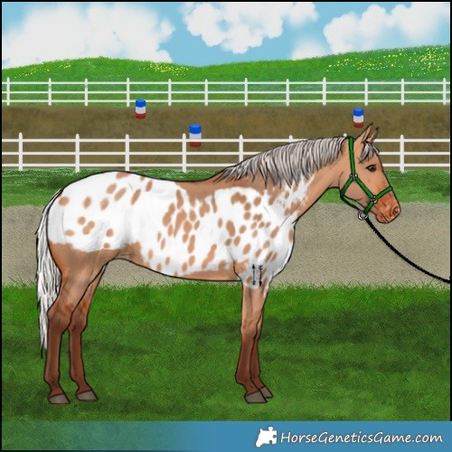 Horse Color:Silver Bay Dun Skewed Appaloosa 