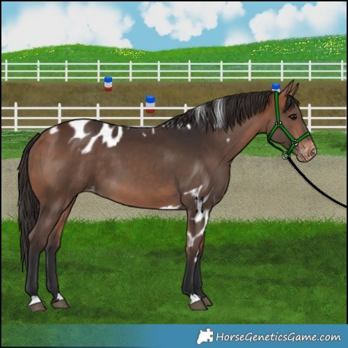 Horse Color:Bay Skewed Appaloosa 