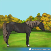 Horse Color:Liver Chestnut 