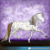 Horse Color:Gray Chestnut Appaloosa