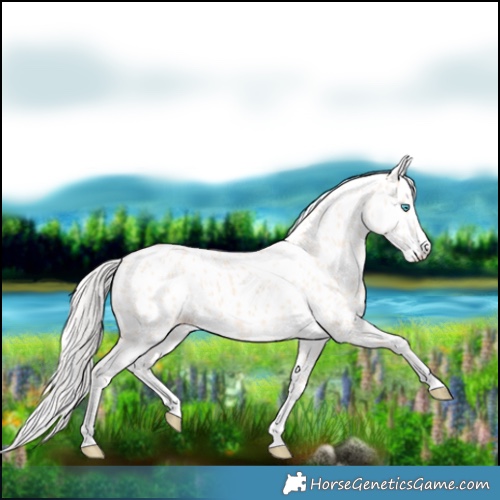 Horse Color:Silver Perlino Appaloosa 