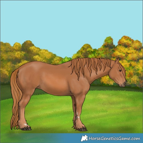 Horse Color:Chestnut 