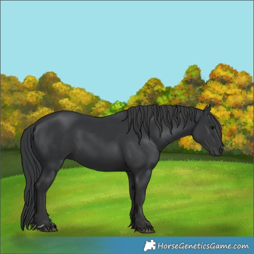 Horse Color:Black 