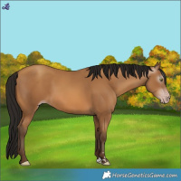 Horse Color:Gray Amber Champagne
