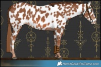 Horse Color:Chestnut Leopard 