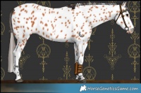 Horse Color:Bay Leopard