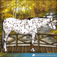 Horse Color:Gray Bay Appaloosa