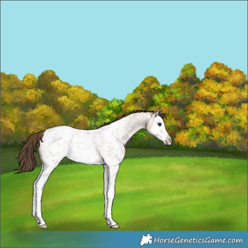 Horse Color:Classic Champagne Ice Roan Splash Appaloosa Rabicano 