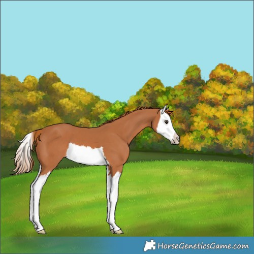 Horse Color:Chestnut Splash 