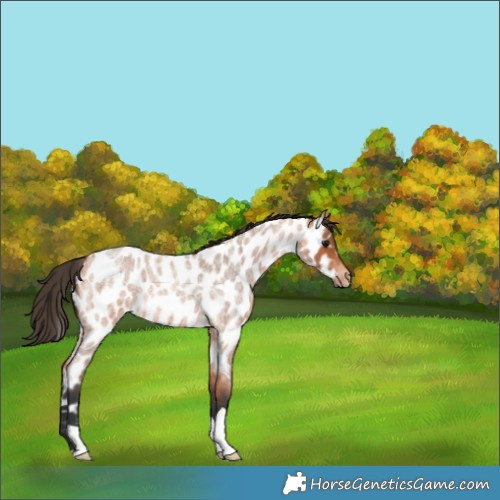 Horse Color:Bay Roan Appaloosa 