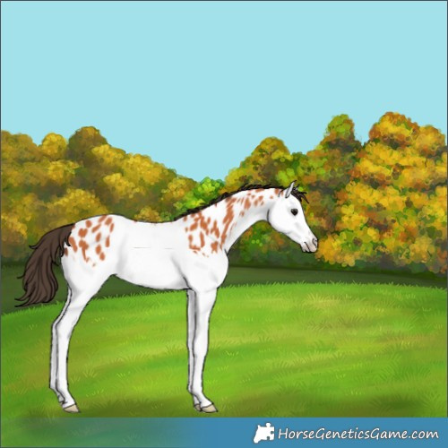 Horse Color:Bay Splash Appaloosa 