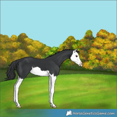 Horse Color:Black Splash 