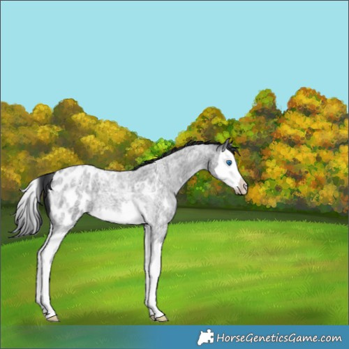 Horse Color:Blue Roan Splash Appaloosa 