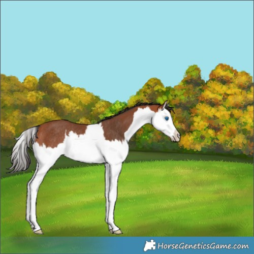 Horse Color:Bay Splash Rabicano 