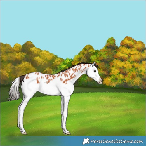 Horse Color:Bay Splash Appaloosa Rabicano 