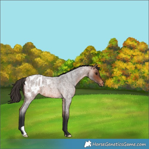 Horse Color:Bay Roan Appaloosa 