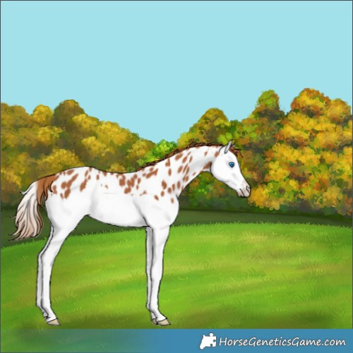 Horse Color:Chestnut Splash Appaloosa