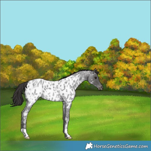 Horse Color:Smoky Blue Ice Roan Appaloosa Rabicano 