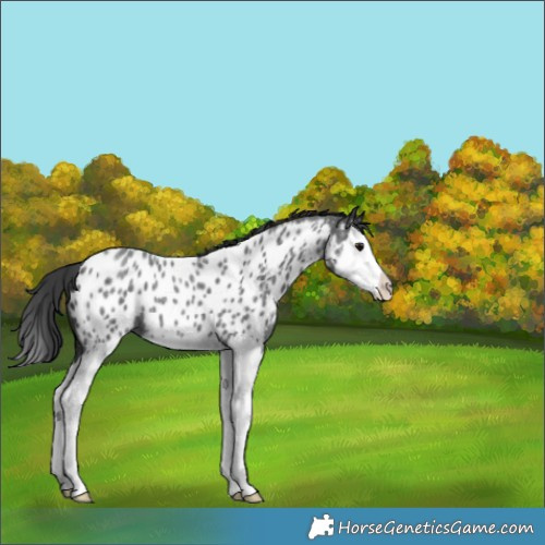Horse Color:Blue Roan Splash Appaloosa 