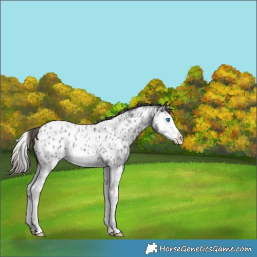 Horse Color:Smoky Blue Roan Splash Appaloosa 