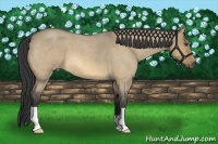 Horse Color:Buckskin Roan Dun 