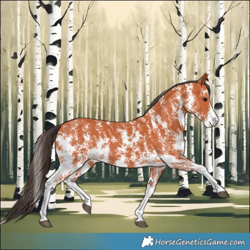 Horse Color:Bay Sabino