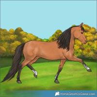 Horse Color:Bay Sabino