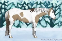 Horse Color:Classic Champagne Splash Tobiano 
