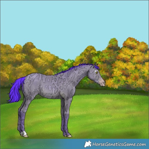 Horse Color:Gray Watercolor Amber Champagne Ice Rabicano 