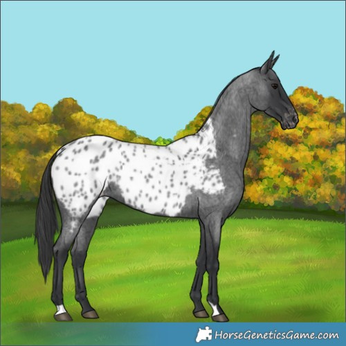 Horse Color:Blue Roan Appaloosa 