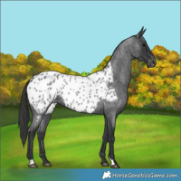 Horse Color:Blue Roan Near Leopard 