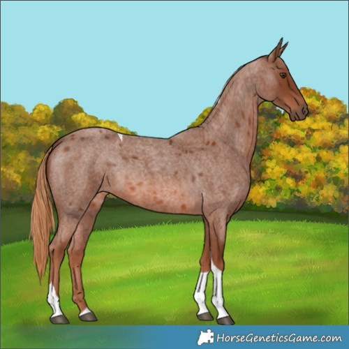 Horse Color:Red Roan Tobiano 