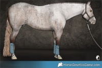Horse Color:Liver Red Dun Roan Sabino Rabicano Brindle 