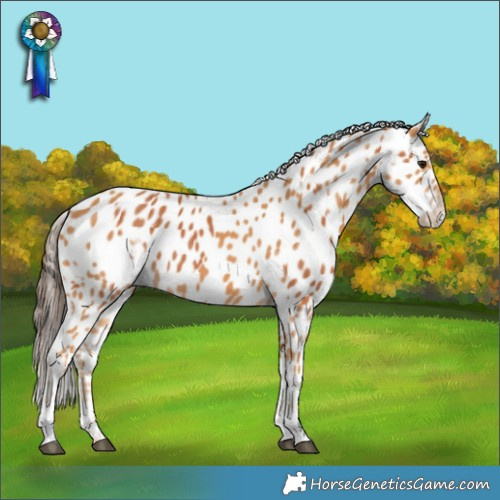 Horse Color:Bay Appaloosa  and Chestnut Appaloosa 