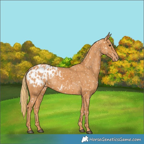 Horse Color:Chestnut Appaloosa  and Chestnut Appaloosa 