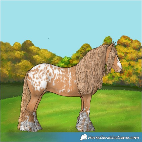 Horse Color:Chestnut Appaloosa and Chestnut Appaloosa
